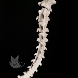 Queue Furry Cosplay - Skull V1 💀